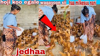 Download lagu #hoji egallee kunoo waqayoon sii haa milkesuu nanii jedhaa dhamasaa shamaraan tenyaa biyaa arabatiif mp3 Download lagu #hoji egallee kunoo waqayoon sii haa milkesuu nanii jedhaa dhamasaa shamaraan tenyaa biyaa arabatiif mp3