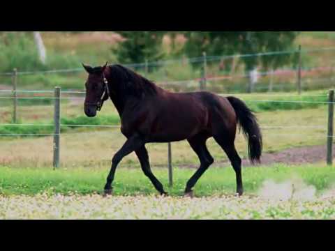 Så minns vi sagohästen Zoogin