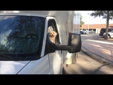 TDW 1624 - The Truck Driving Dog