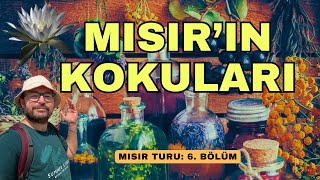 EGYPTIAN ESSENCES ⎮ I Tried Amazing Scents #corn #giza #egypt #cornoil