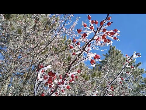 What's the difference between Hoarfrost and Rime Ice?