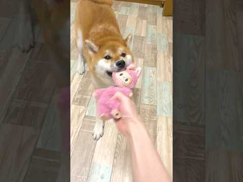 ラブブを破壊する柴犬こまちゃん。#shorts