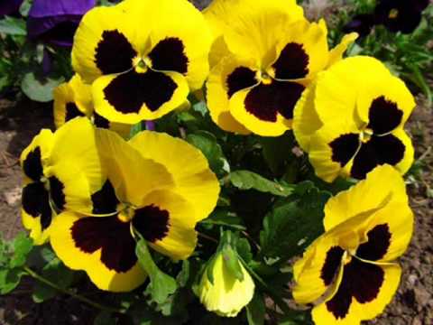 DRAGUTIN FICULOVIC - VLAOLSKO KOLO