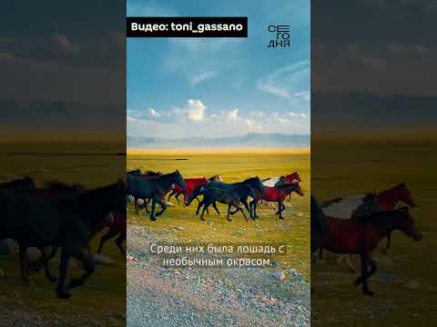 , title : 'В Кыргызстане найдена необычная лошадь!'