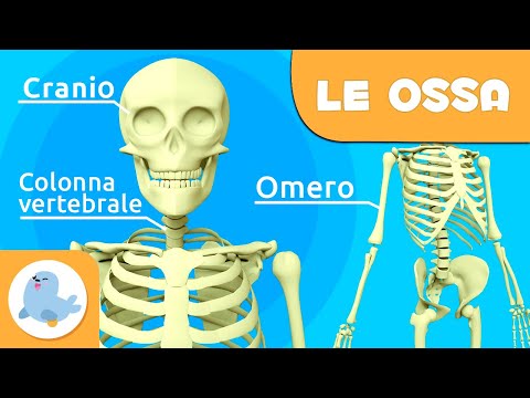 Le ossa per bambini | Il sistema scheletrico | Il corpo umano per bambini