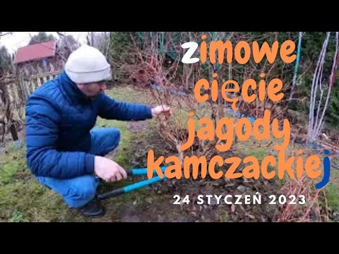 Jak odmłodzić Jagodę Kamczacką?- ostre cięcie Kamczatki.