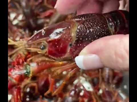 Live Crawfish thumbnail