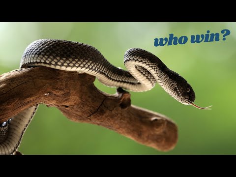 Black Mamba vs  Honey Badger Who Would Win?