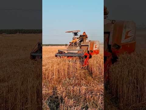 Video of wheat threshing captured on Samsung A35 camera.