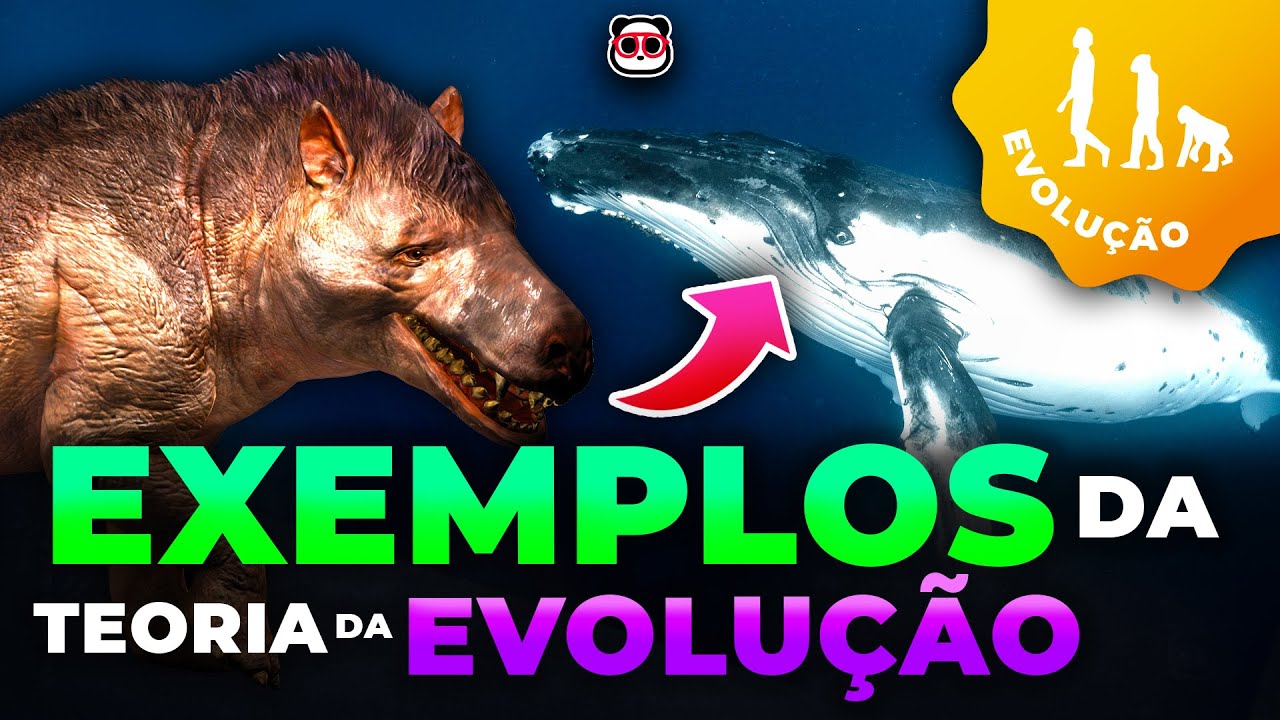 Exemplos de evolução
