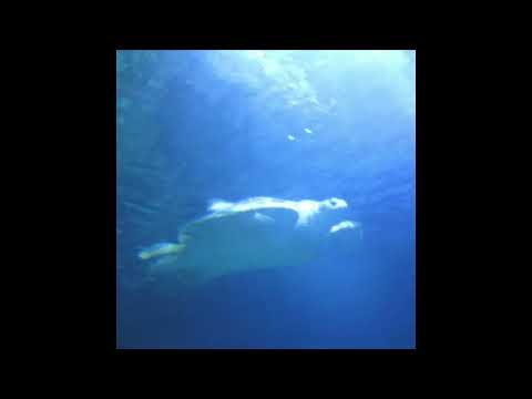 Planet Uterus - Blue turtle