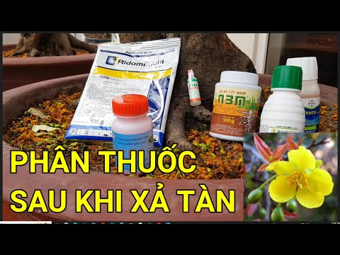 🔴 QBS23372 - HOW TO FERTILIZE APRICOT TREES AFTER THE BUTTLE IS DEAD | TIME TO FERTILIZE APRICOT ...