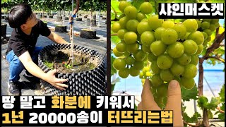 샤인머스켓, 화분에 키워 1년 20000송이 터뜨리는법
