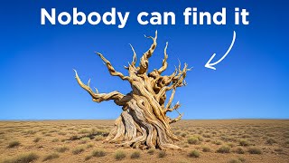 Why America Keeps The World’s Oldest Tree Hidden