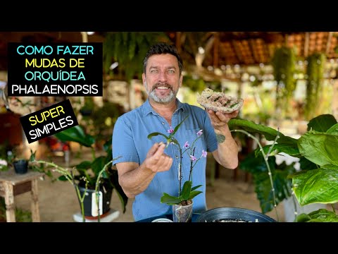 How to Propagate a Phalaenopsis Orchid