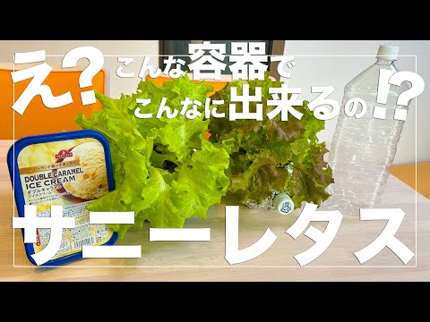 アイスバーグレタスの準備: これが一番おいしい方法です 植物
