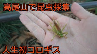 高尾山でオオムラサキを狙ってたらスミナガシ取れた！あとコロギスも！