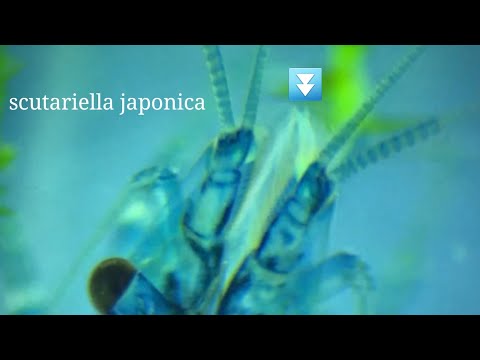 Scutariella Japonica - White Spots on Shrimp's Face