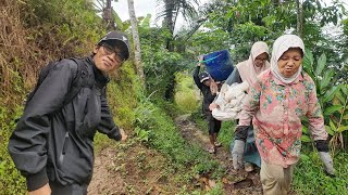 Download lagu AMAZING!! Morning Activities in a Quiet Village, Beautiful Natural Scenery, and a West Javanese R... mp3