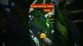 Download lagu kicau burung takur tohtor di alam liar mp3