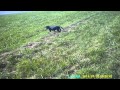 Ruff At Roe 004