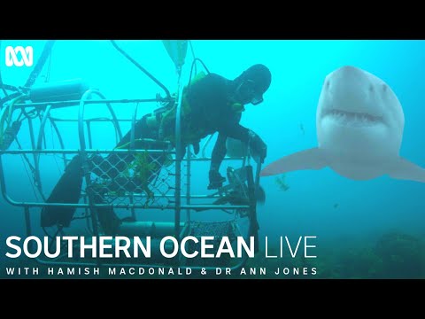 Abalone divers working in the path of great white sharks | Southern Ocean Live