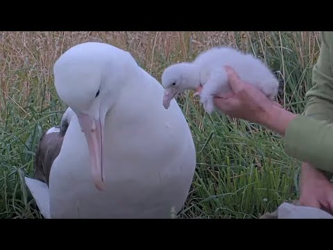 Meet The Royal Cam Chick! Albatross Nestling Returned To Parent After Hatching | DOC | Cornell Lab