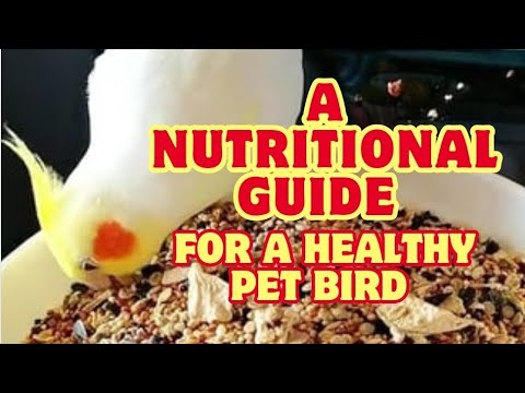 Cockatiel Care: A Nutritional Guide for a Healthy Pet Bird