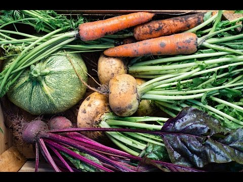 Root Vegetables: Rutabaga, Parsnip & Turnip | Planet Natural