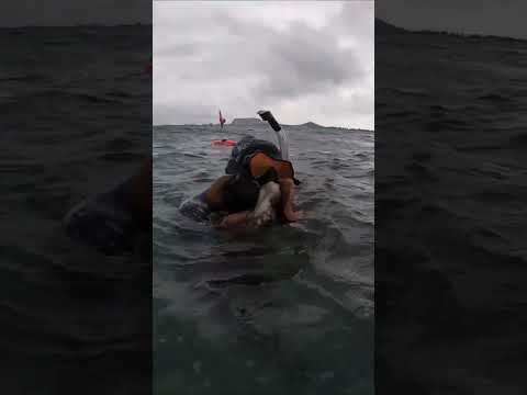 Bite the Eye! 🐙Tako TeamWork Tuesday! #octopus #tako #takotuesday #catchandcook #spearfishing