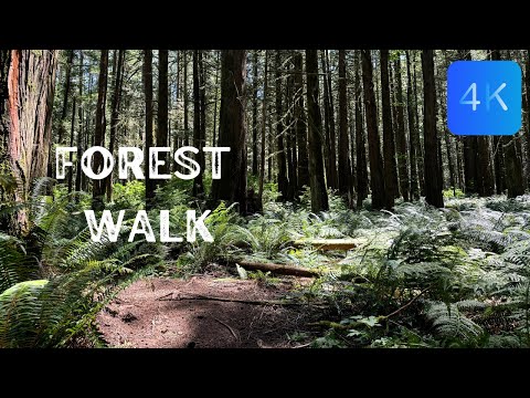 FOREST DREAMS: A 4K Journey Through Nature's Serenity | Relax in Nature