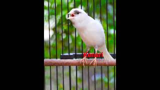 Download lagu Masteran Kenari Isian Blackthroat @anto97channel97 mp3 Download lagu Masteran Kenari Isian Blackthroat @anto97channel97 mp3