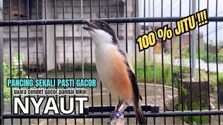 Download lagu burung cendet gacor EMOSI JITU buat PANCINGAN CENDET AGAR BUNYI bikin BURUNG PENTET GACOR AKTIF mp3