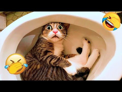 😻🐕 These Cats & Dogs Will Instantly Make Your Day Better 🍟 #funnyanimails #cat #funnycats #funnydog