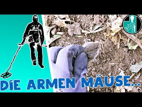 Mäuse auf dem Acker beim Sondeln gefunden