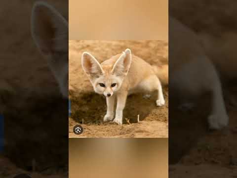 Top 10 Cutest Animals on earth#trending#foryou#musfirah#areesha#viral#ytshorts