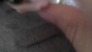 Конкурс на игрушку пэта