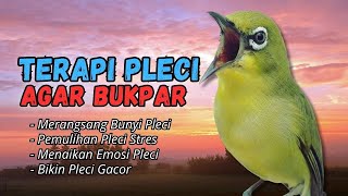 Download lagu Semua Pleci Pasti Langsung Ikut Bunyi Ngalas - Terapi Pleci Agar Buka Paruh mp3 Download lagu Semua Pleci Pasti Langsung Ikut Bunyi Ngalas - Terapi Pleci Agar Buka Paruh mp3