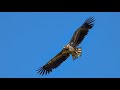 Grootste roofvogel van Noord-Europa teruggekeerd dankzij de Oostvaardersplassen