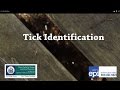 Tick Identification