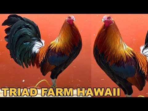 Pure Hatch Sweater Bates Grey Clement Gilliam Roundhead - TRIAD FARM Beautiful Birds