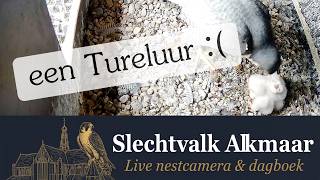 Een Tureluur als maaltijd