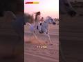 Dubai Princess Sheikha Mahra Horse Riding Shorts Dubai Yt Trending Viral Trendy Topix 250