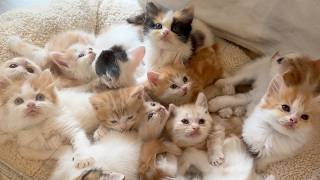 Cute Kittens Everywhere! Visiting a 100-Munchkin Cat Cafe in Japan!🐈
