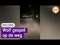 Wolf gefilmd tussen Wezep en Wapenveld