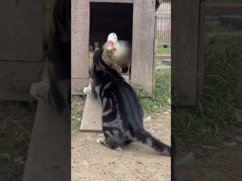 Cat Saves Duckling from Weasel Attack! #catvsweasel #wildlife #fyp #explore #funnyanimalmoments