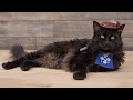 Musketeer Pet Costume