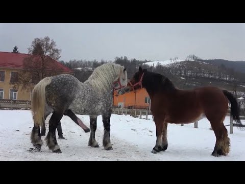 winter snow horse bad mood doesn't want to be approached by other horses