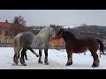 Winter Snow Horse Bad Mood Doesn T Want To Be Approached By Other Horses