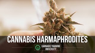 Identifying Cannabis Hermaphrodites - Cannabis Training University